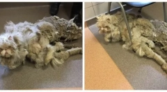 Найбільш зародний кіт у світі: історія порятунку