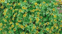 Санвіталія