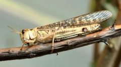 Саранья азіатська кобила