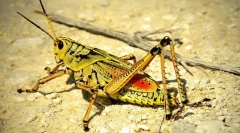 Саранд і пух