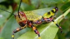 Sarengea: опис, спосіб життя та пошкодження