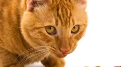 Збалансоване харчування