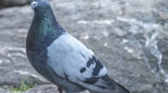 Секрети тваринного світу: чому б не видно курчат голубів і як вони виглядають