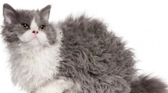 Selkirk rex