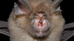 Сімейний стільниковий. Представники