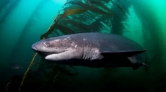 Севенгабнічний акула