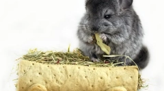 Сіно для шиншил: вибір і порожній