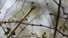 Сіра дерев'яна змія