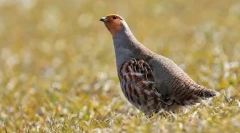 Сірий куріпка