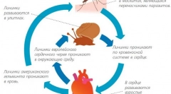 Серцеві черв'яки