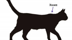 Серйозні: антонова кішка