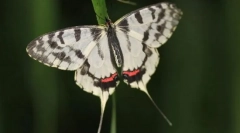 Серізін монтел