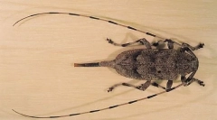 Сірий довгий неділя