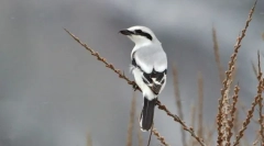 Сірий сорокопут