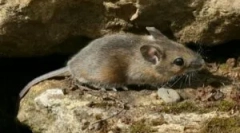 Сітки для захисту будинку з гризунів