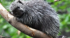 Північноамериканський dike