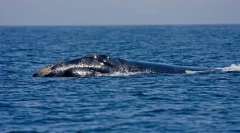 Північноатлантичний комплект