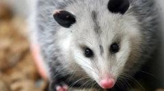 Severgeic opossum