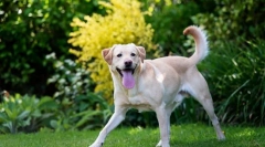 Галочний сезон: захист домашніх тварин з кровососків!