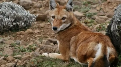 Шакаальський ефіопський