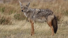 Shakal звичайного