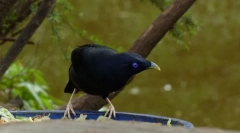 Піщана атласна