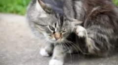 Блошині та кліщі шампуні для кішок