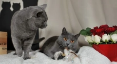 Cattresse cat (photo): улюблена французька немає