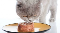 Шева cat feed: veterinarian відгуки та детальний огляд