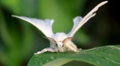 Шовковий черв'як