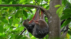 Сатокель. Відділення тварин ссавців