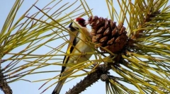 Щегол (домашня птиця): захоплюється кількістю співу, блимає яскраво оперення