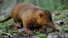 Соціалізований