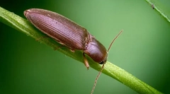 Горіховий фіолетовий