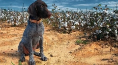 Kurzhara щенята (фото): девят у будинку та надійний помічник на полюванні