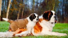 Senbernar щенята (фото): правила догляду та освіти