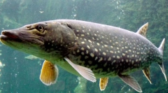 Щука: цікаві факти про прісноводний хижак