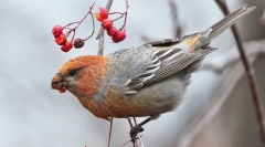 Сором'язливий