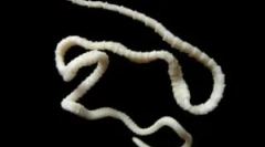 Широкий lentec у людей: лікування та симптоми