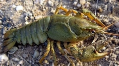 Широкоокий річка рак