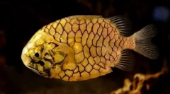 Австралійський ухил