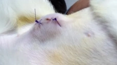 Підшипник на животі кішки після стерилізації: чи варто турбуватися