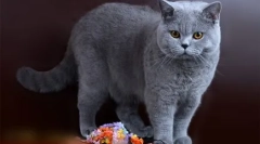 Шоколадні британські: mimmikic plush cats