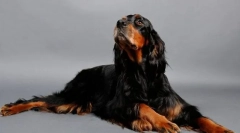 Шотландський сетер