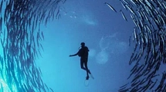 Шум чоловіка вбиває рибу