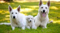Швейцарський пастух (фото): сніговий білий собака - смертельний і розумний друг