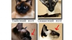Сиамська кішка: синьоокий алмаз у будинку