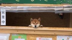 Siba inu: японська собака-посміхається