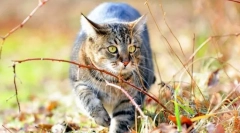 Сибірська кішка (фото): ласкавий пухнастий з королівським характером