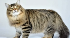 Сибірський кіт